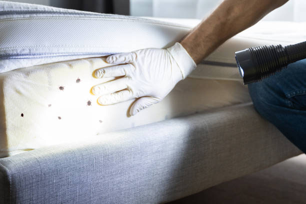 Best Local Pest Control Services  in Holley, NY