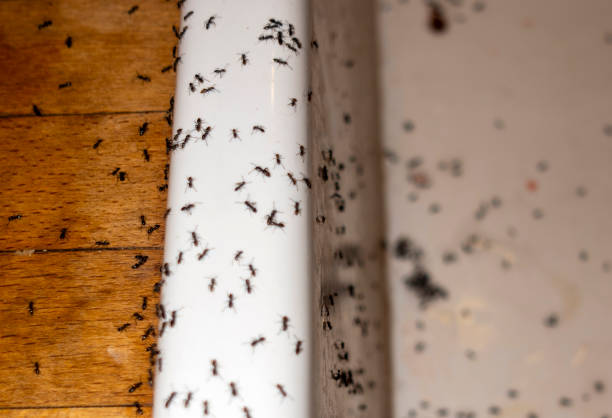 Best Termite Control Services  in Holley, NY